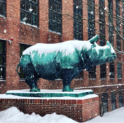 Snow rhino resized.jpg