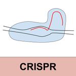 CRISPR.jpg