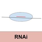 RNAi.jpg